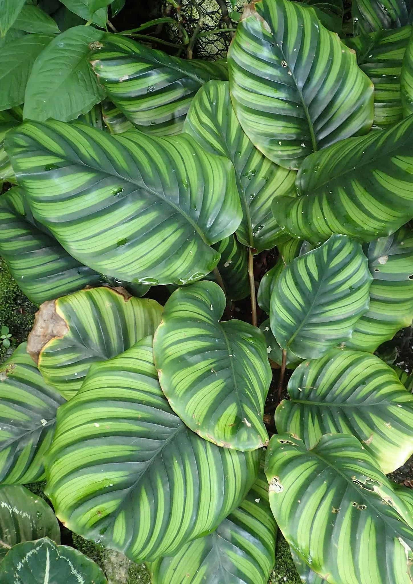 Calathea Fasciata - View 8 from www redcrocus com