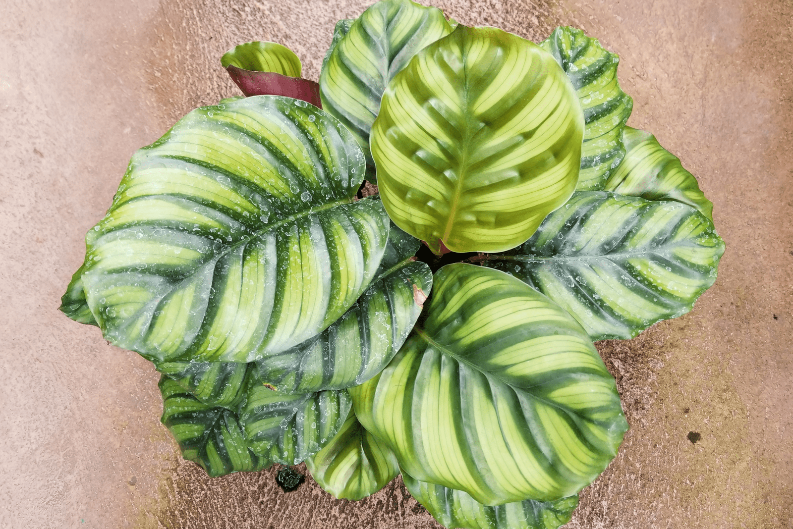 Calathea Fasciata - View 9 from www redcrocus com