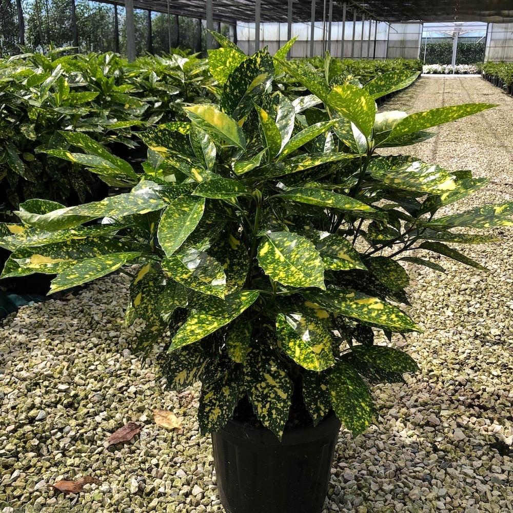 Aucuba Japonica 'variegata' - View 10 from www redcrocus com