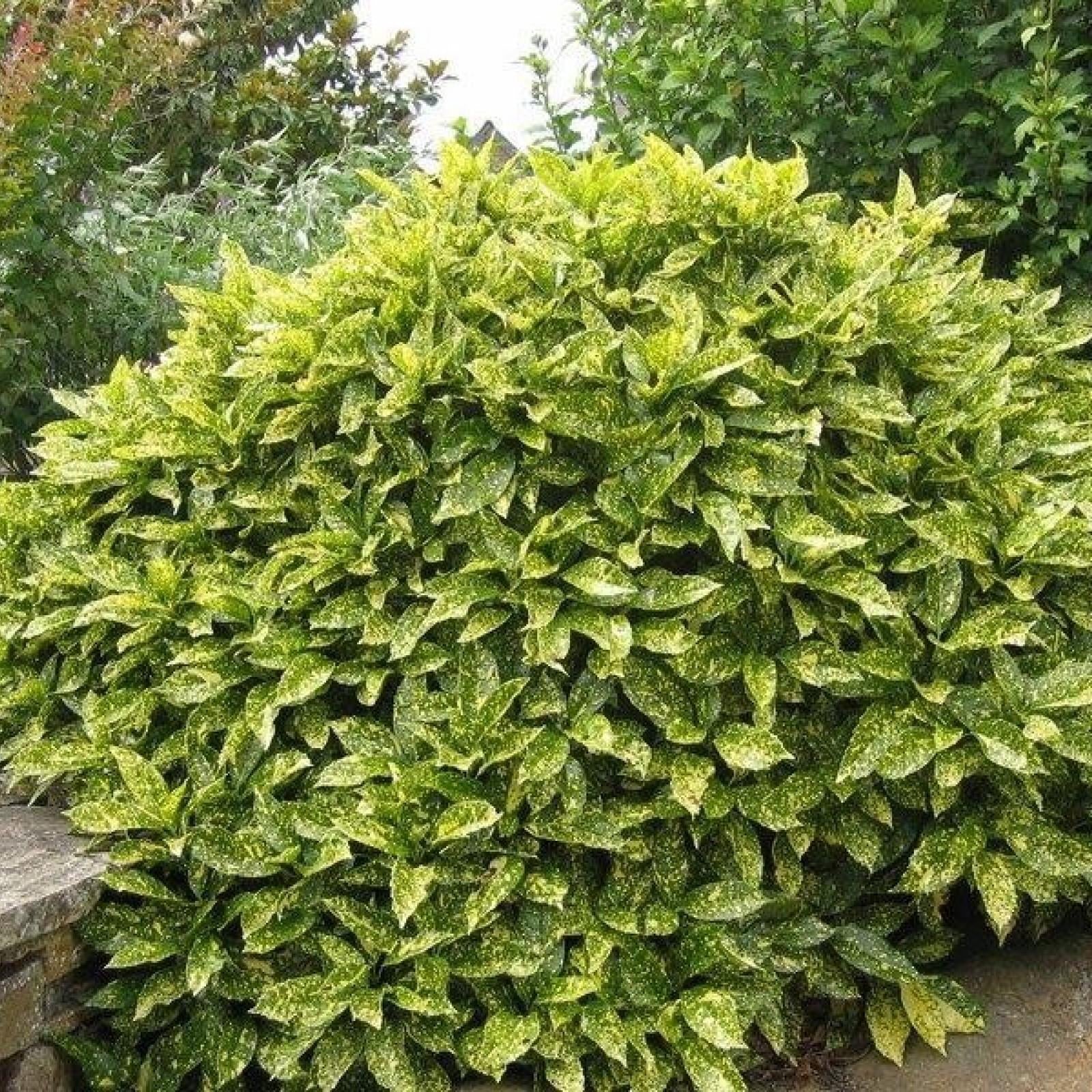 Aucuba Japonica 'variegata' - View 14 from www redcrocus com