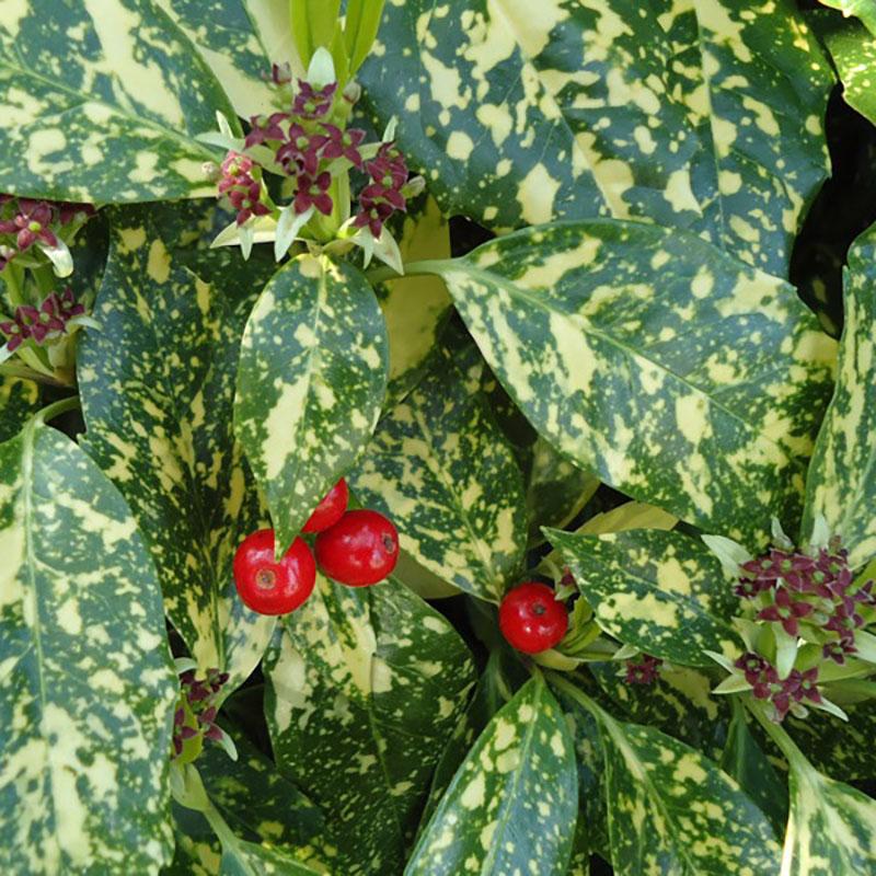 Aucuba Japonica 'variegata' - View 16 from www redcrocus com