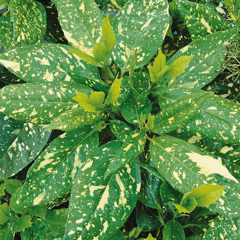 Aucuba Japonica 'variegata' - View 17 from www redcrocus com