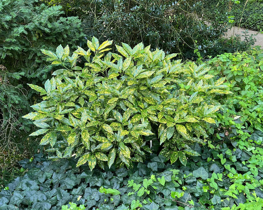 Aucuba Japonica 'variegata' - View 1 from www redcrocus com