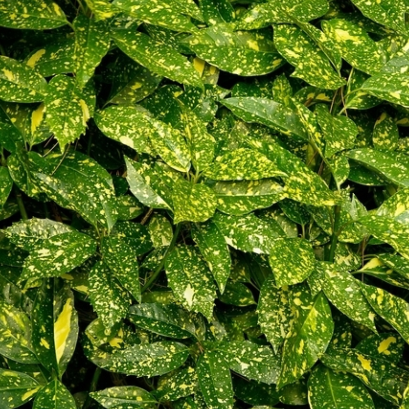 Aucuba Japonica 'variegata' - View 20 from www redcrocus com
