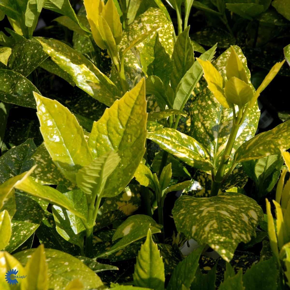 Aucuba Japonica 'variegata' - View 23 from www redcrocus com