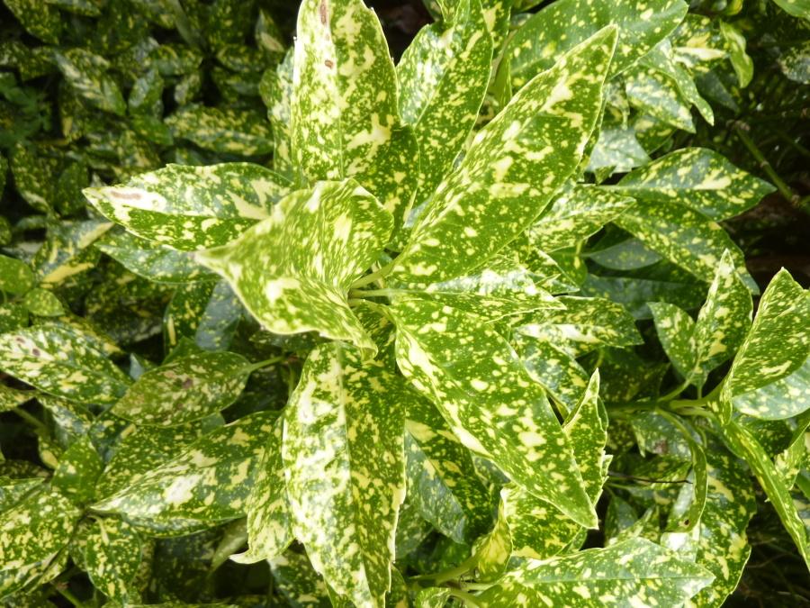 Aucuba Japonica 'variegata' - View 2 from www redcrocus com
