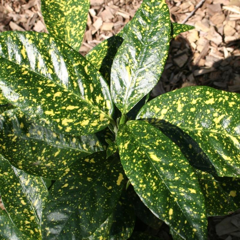 Aucuba Japonica 'variegata' - View 30 from www redcrocus com