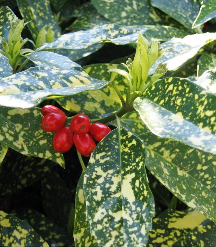 Aucuba Japonica 'variegata' - View 31 from www redcrocus com