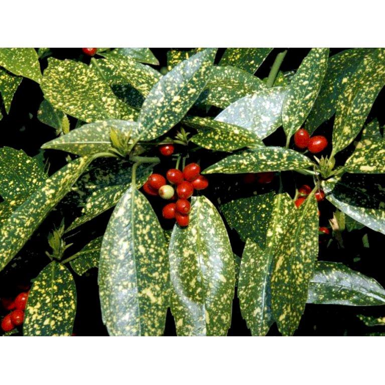 Aucuba Japonica 'variegata' - View 32 from www redcrocus com