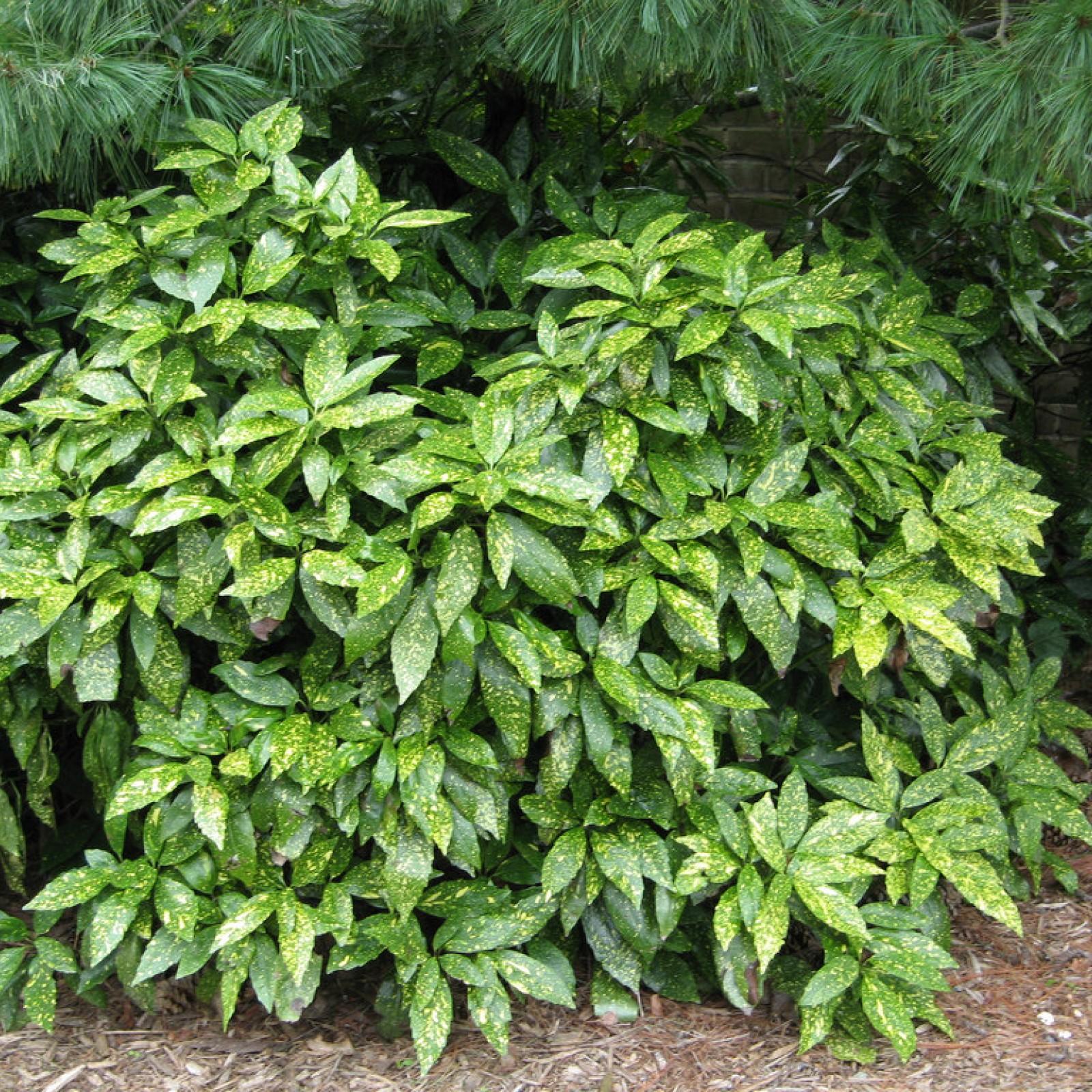 Aucuba Japonica 'variegata' - View 33 from www redcrocus com