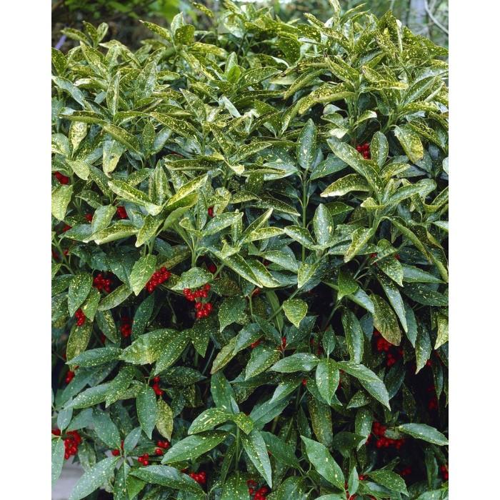 Aucuba Japonica 'variegata' - View 37 from www redcrocus com