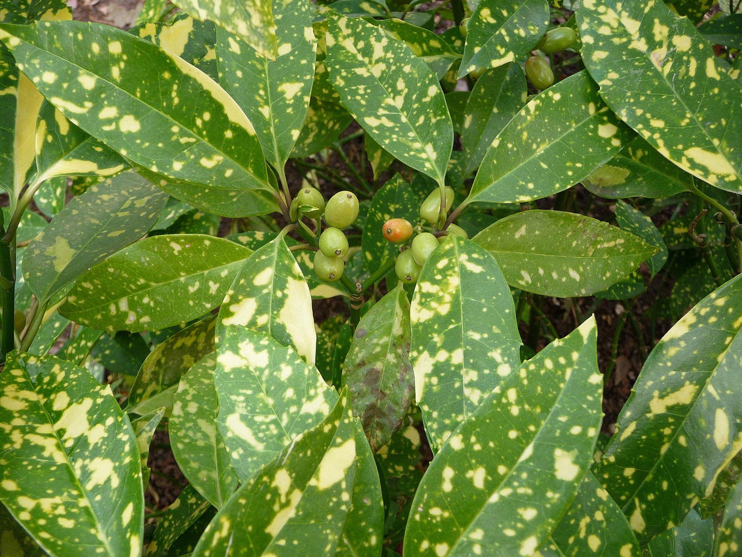 Aucuba Japonica 'variegata' - View 3 from www redcrocus com