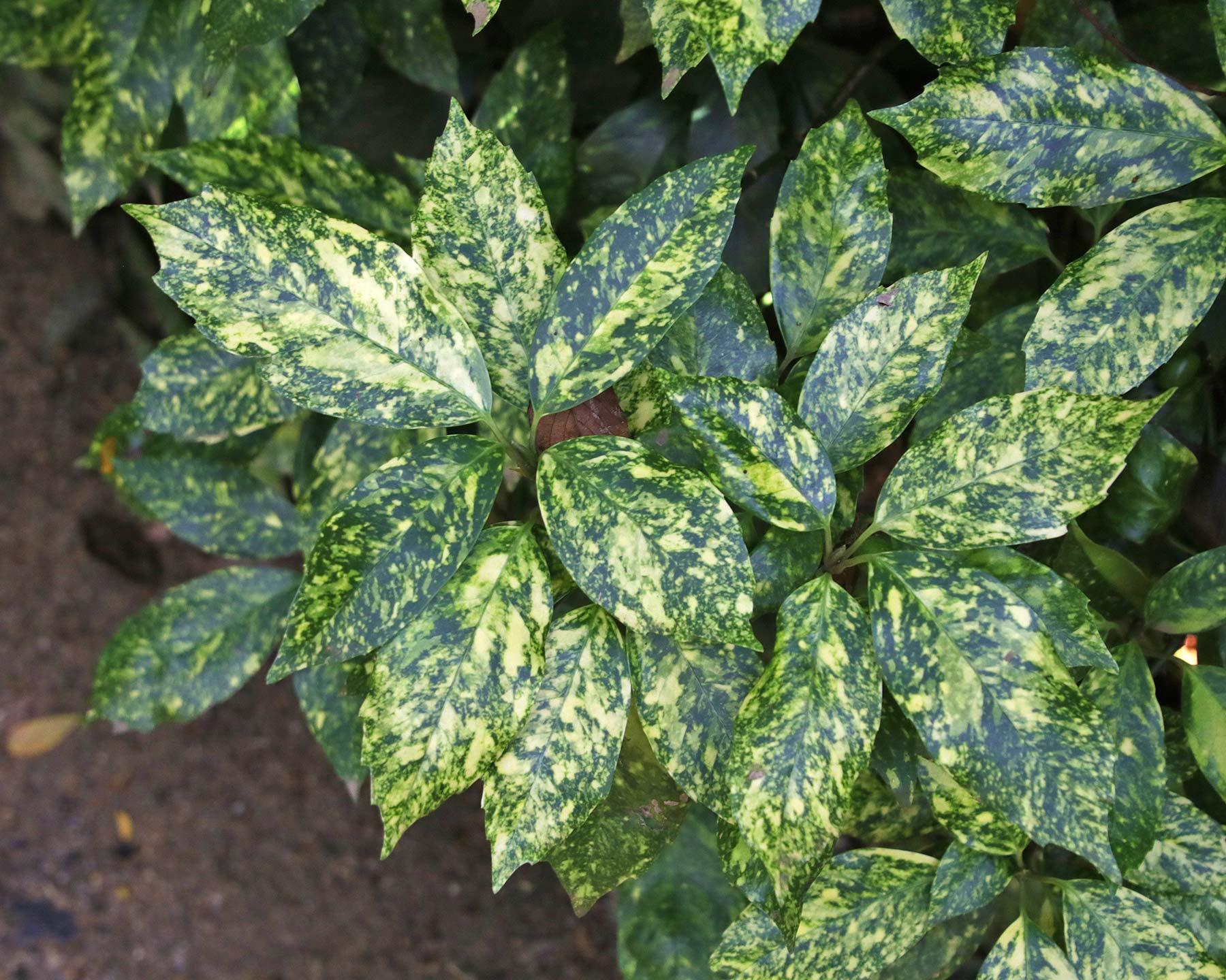 Aucuba Japonica 'variegata' - View 4 from www redcrocus com