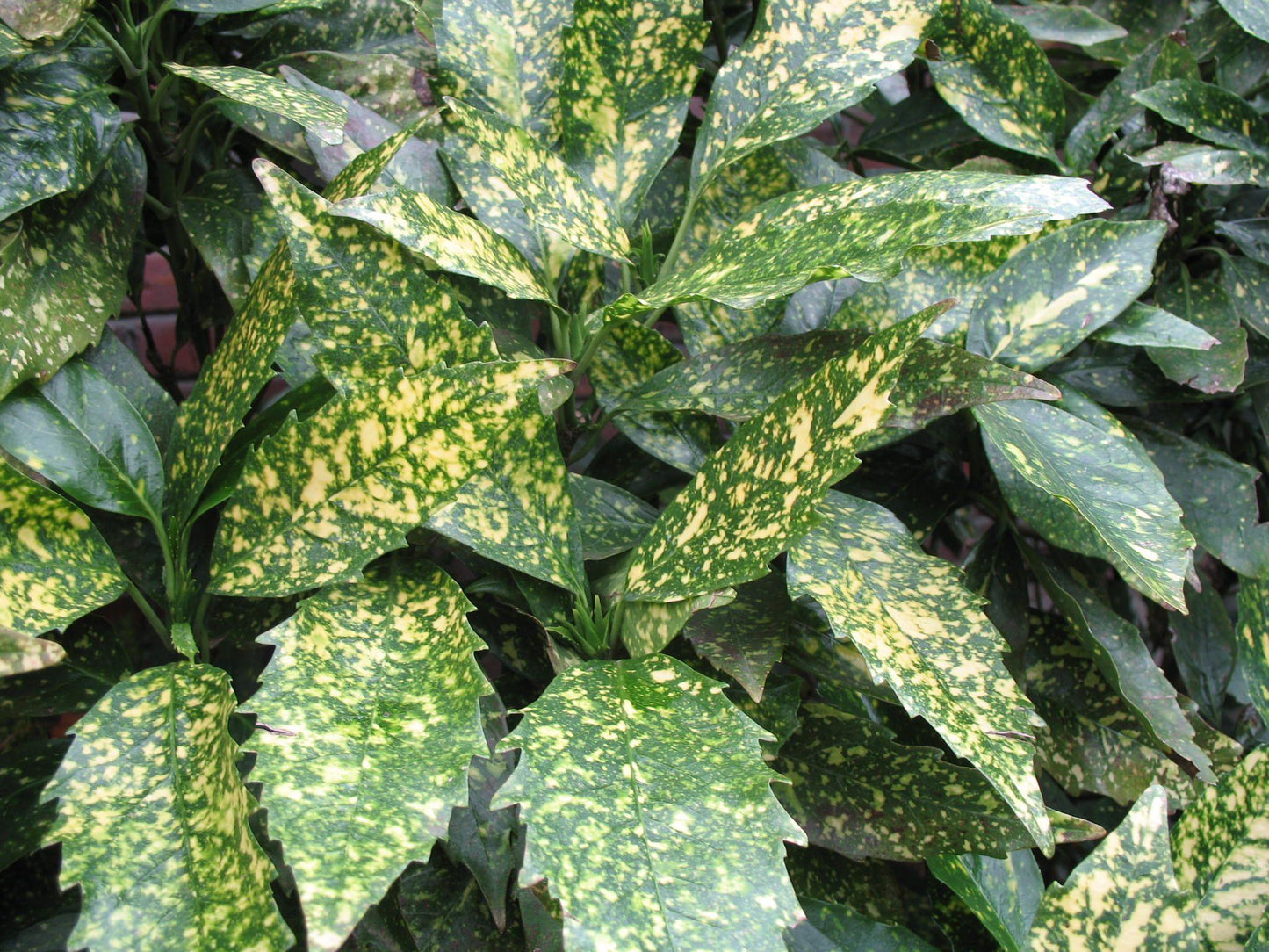 Aucuba Japonica 'variegata' - View 5 from www redcrocus com