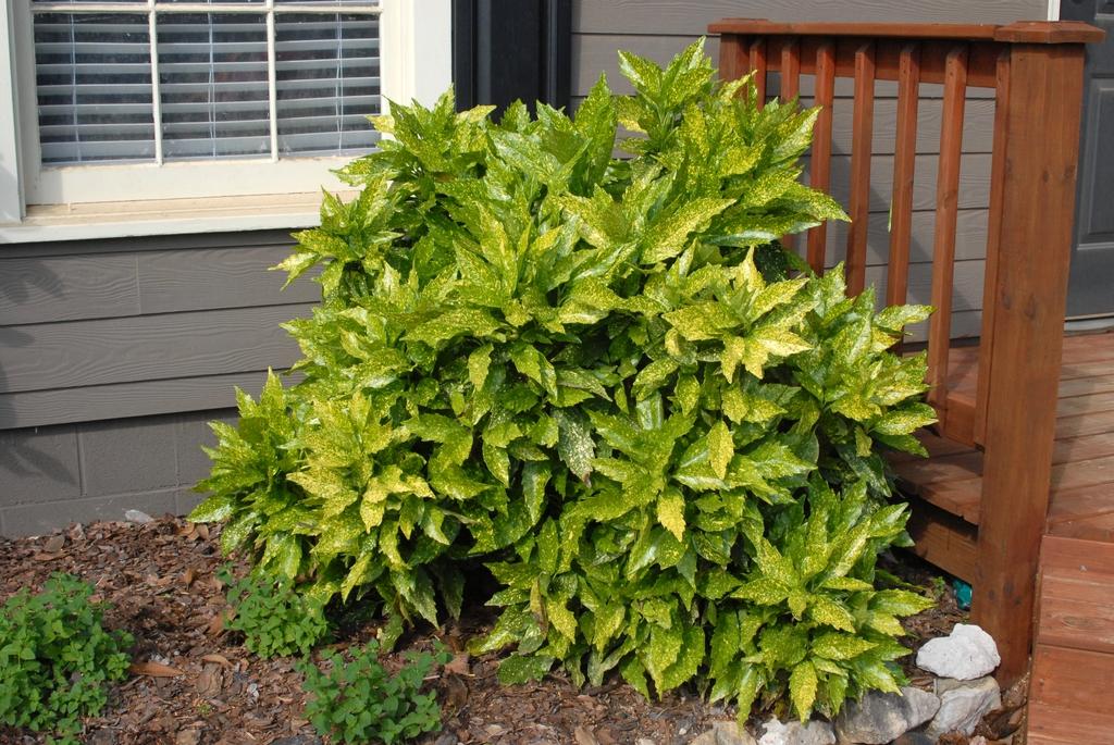 Aucuba Japonica 'variegata' - View 6 from www redcrocus com