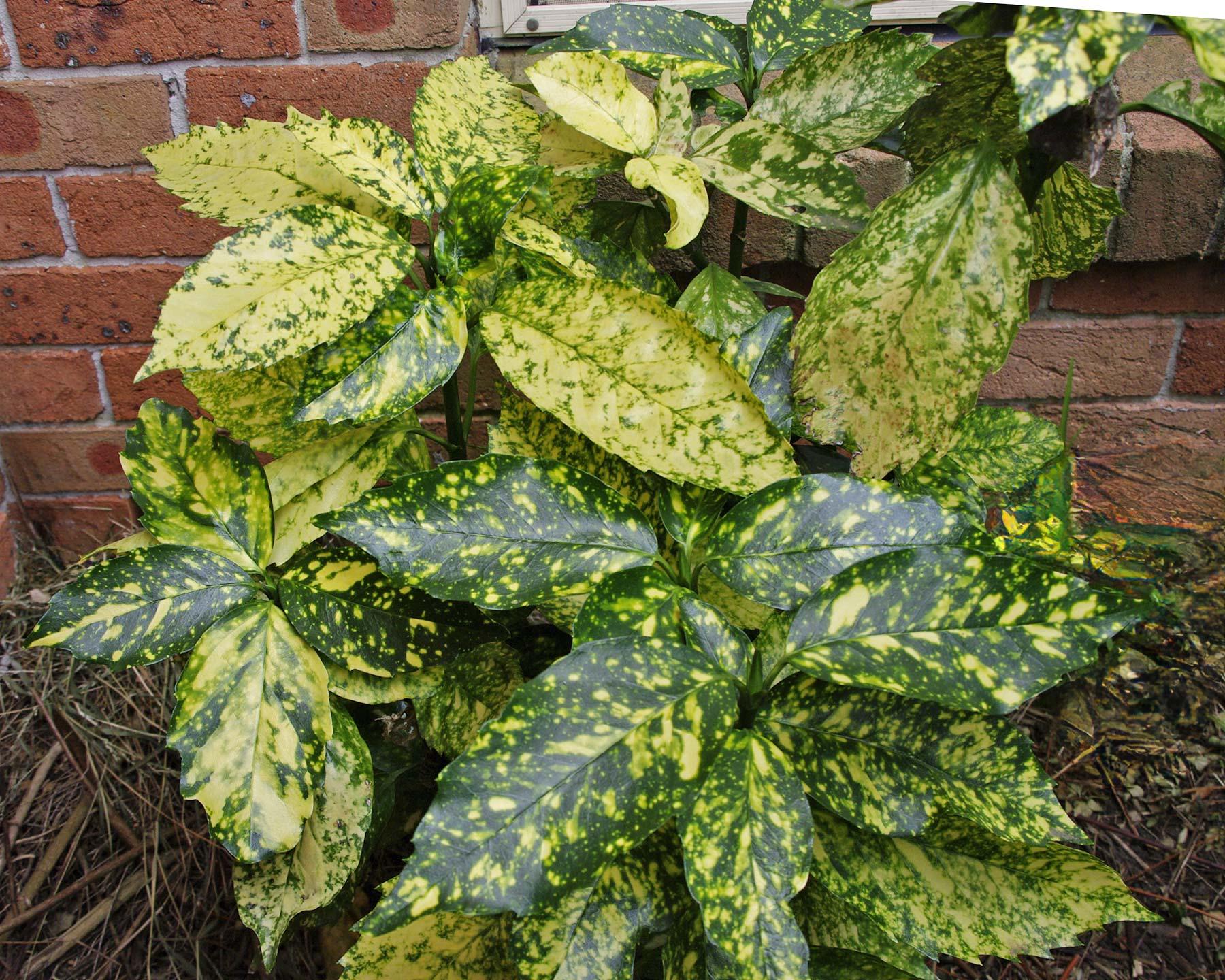 Aucuba Japonica 'variegata' - View 7 from www redcrocus com