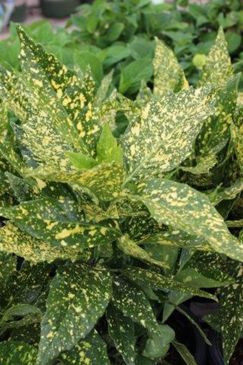 Aucuba Japonica 'variegata' - View 8 from www redcrocus com