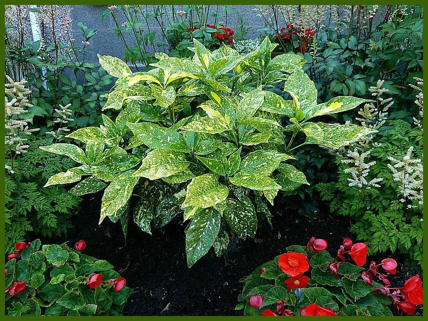 Aucuba Japonica 'variegata' - View 9 from www redcrocus com