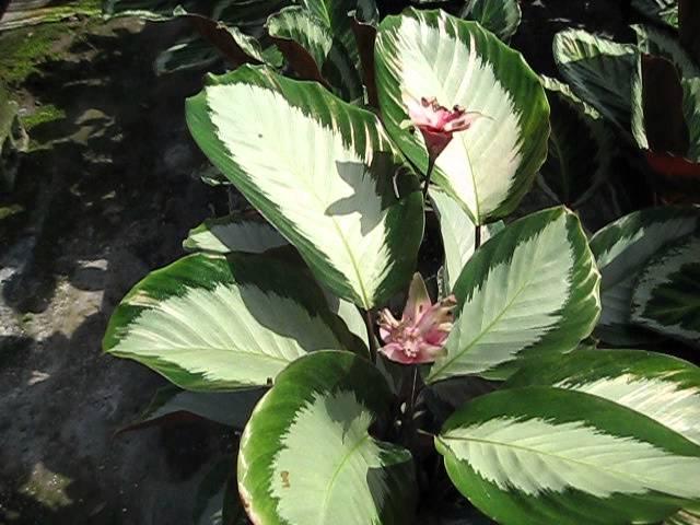 Calathea 'royal Standard' - View 10 from www redcrocus com