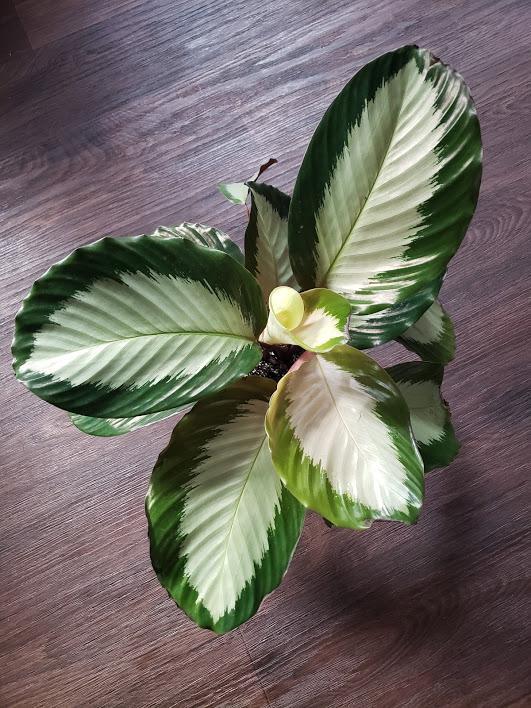 Calathea 'royal Standard' - View 11 from www redcrocus com