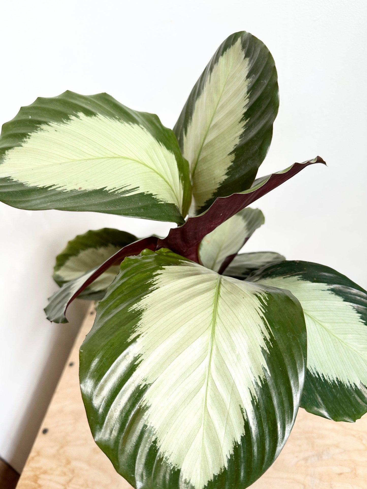 Calathea 'royal Standard' - View 12 from www redcrocus com