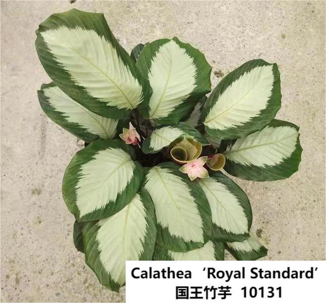 Calathea 'royal Standard' - View 13 from www redcrocus com