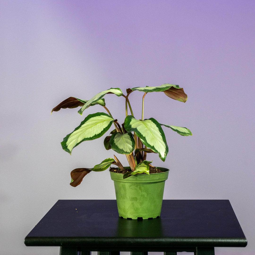 Calathea 'royal Standard' - View 17 from www redcrocus com