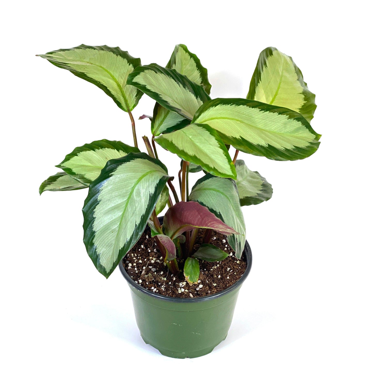 Calathea 'royal Standard' - View 18 from www redcrocus com