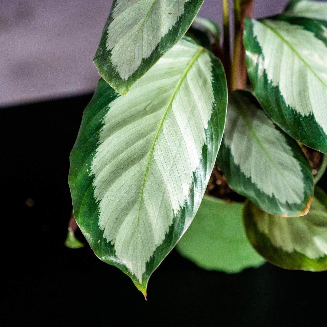 Calathea 'royal Standard' - View 19 from www redcrocus com