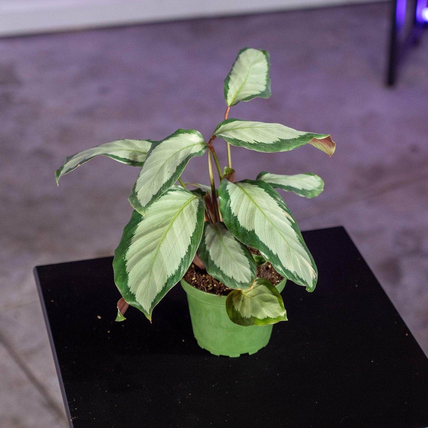 Calathea 'royal Standard' - View 1 from www redcrocus com