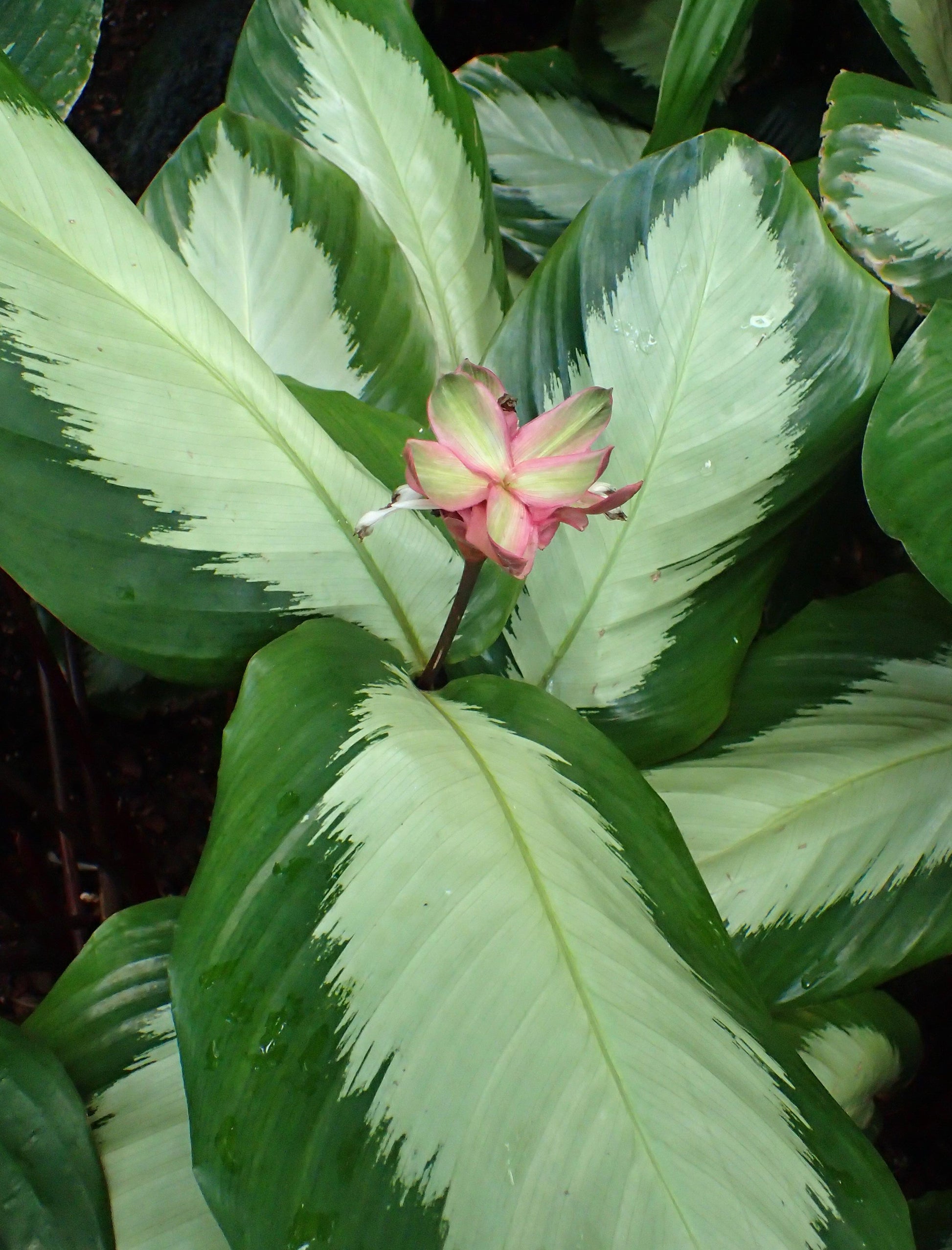 Calathea 'royal Standard' - View 20 from www redcrocus com
