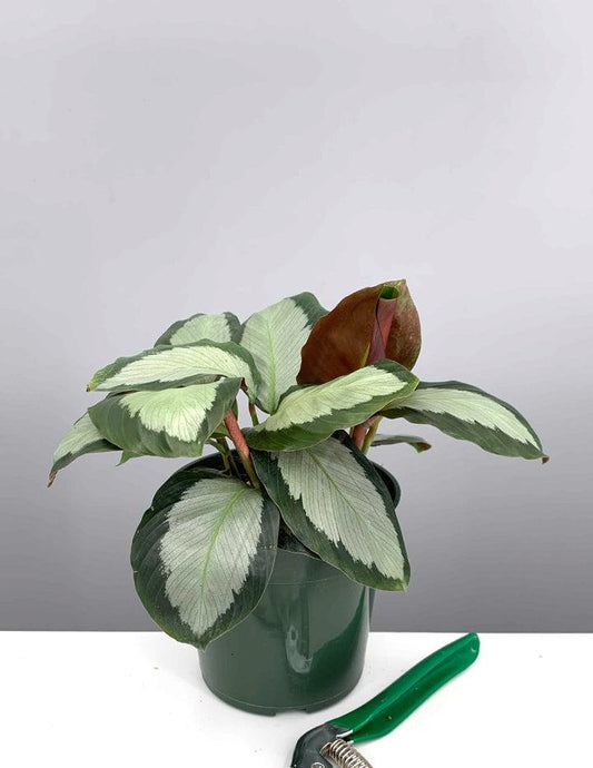 Calathea 'royal Standard' - View 21 from www redcrocus com