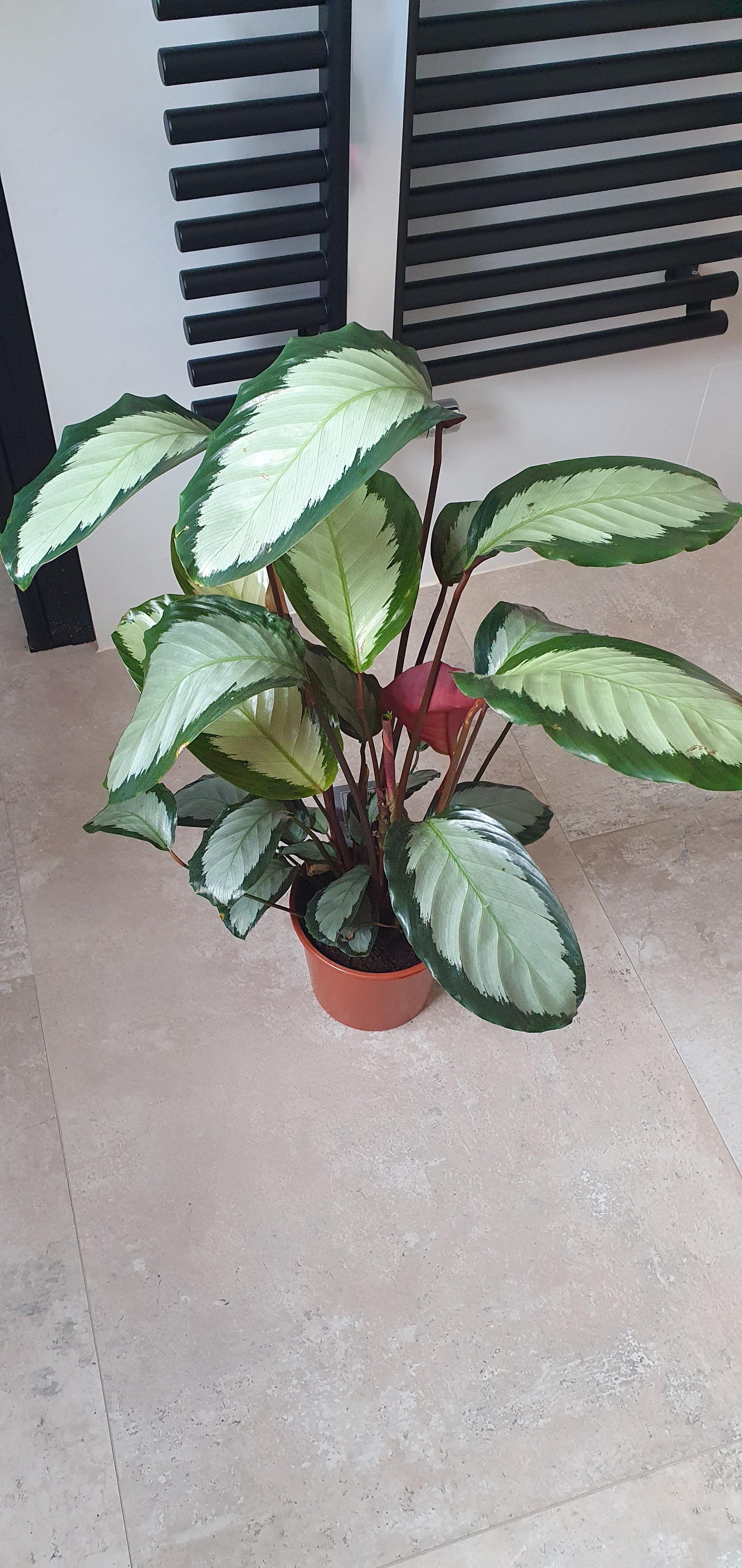 Calathea 'royal Standard' - View 22 from www redcrocus com