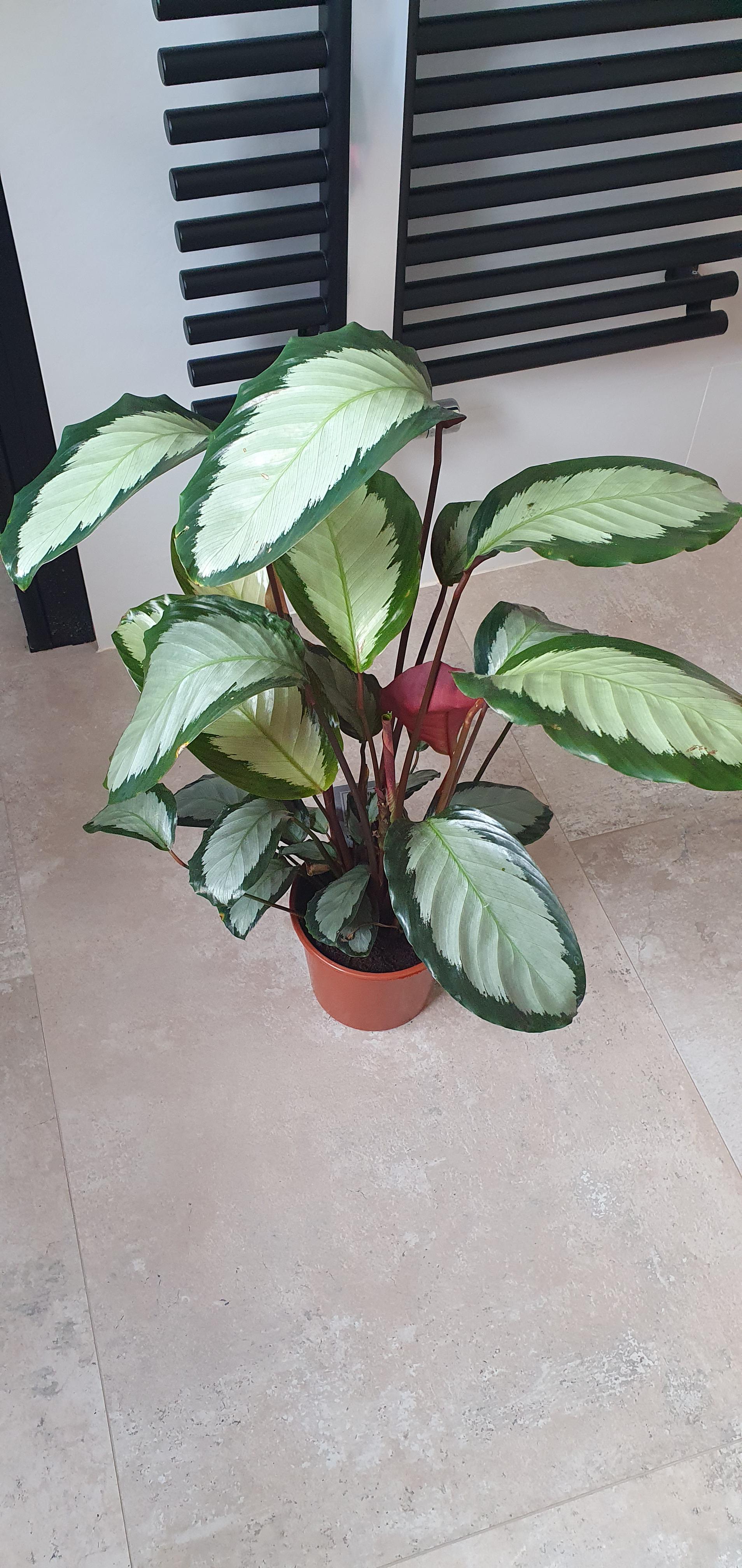 Calathea 'royal Standard' - View 22 from www redcrocus com