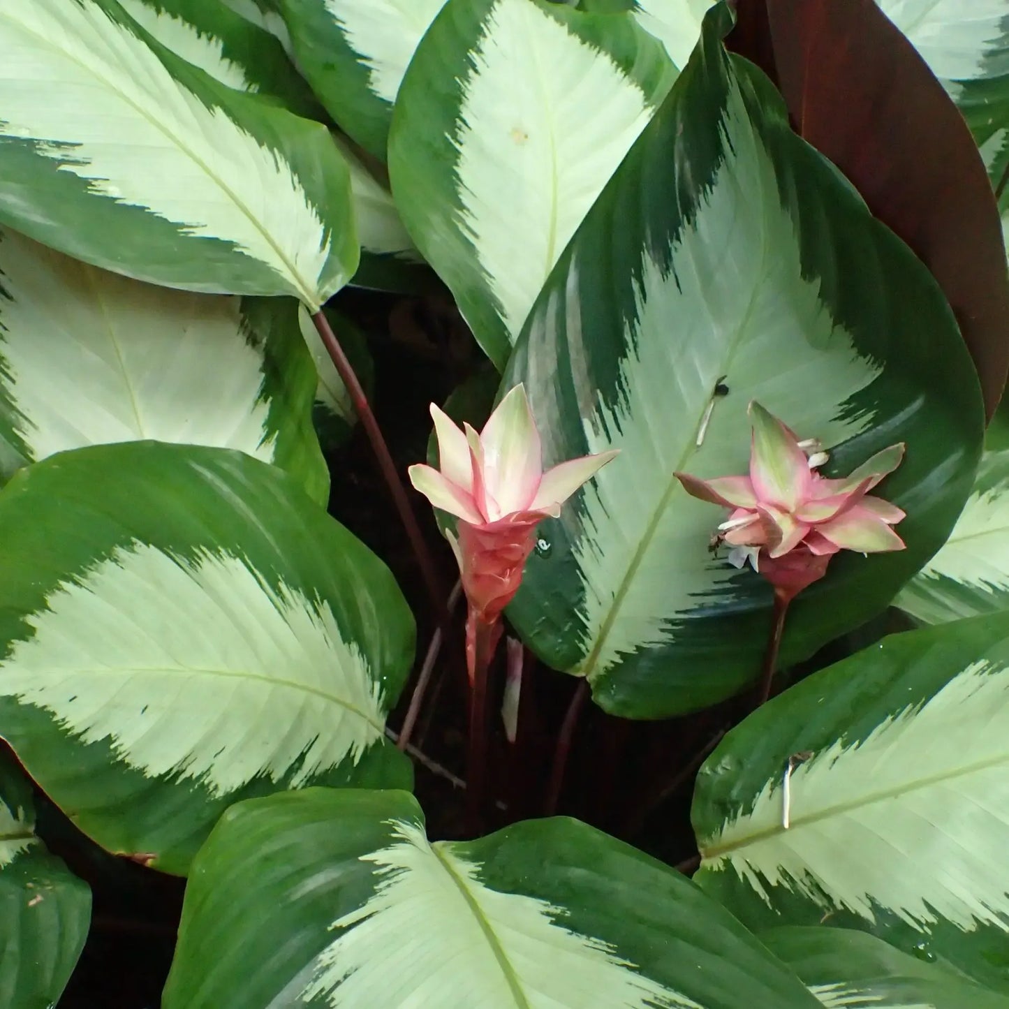 Calathea 'royal Standard' - View 23 from www redcrocus com
