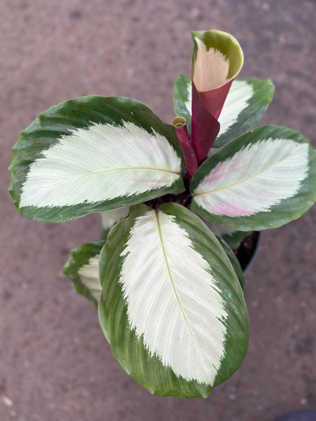 Calathea 'royal Standard' - View 24 from www redcrocus com