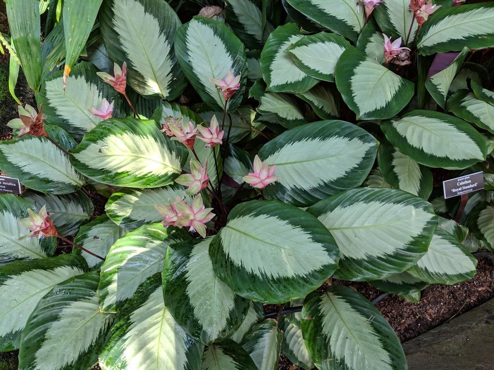 Calathea 'royal Standard' - View 27 from www redcrocus com
