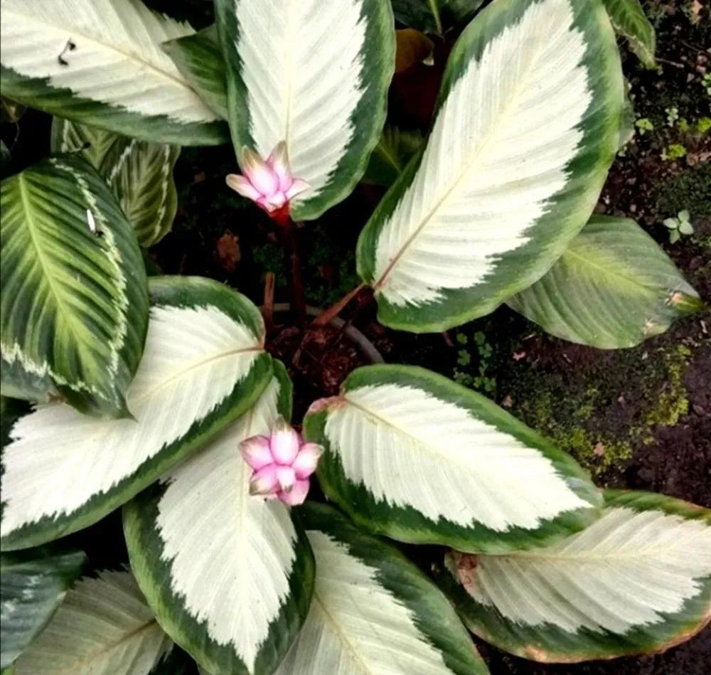 Calathea 'royal Standard' - View 2 from www redcrocus com