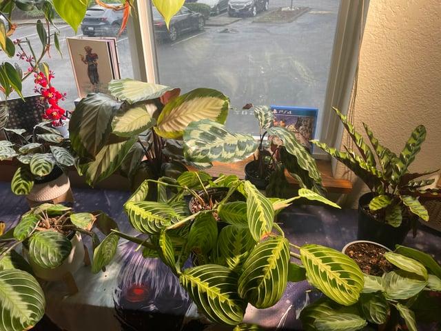 Calathea 'royal Standard' - View 30 from www redcrocus com