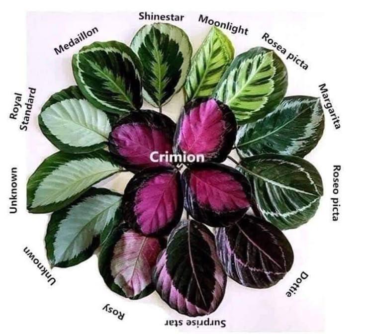 Calathea 'royal Standard' - View 31 from www redcrocus com