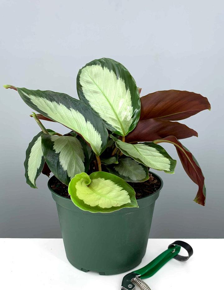 Calathea 'royal Standard' - View 32 from www redcrocus com