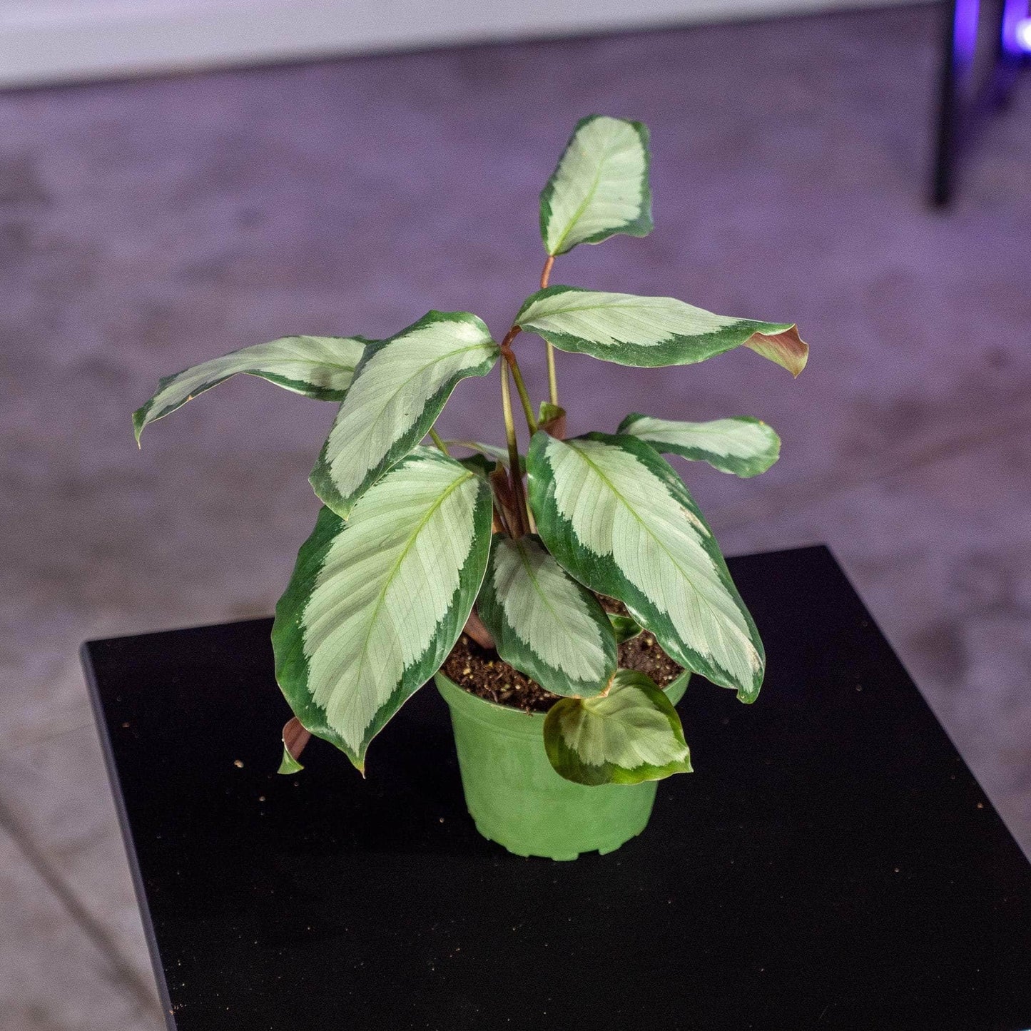 Calathea 'royal Standard' - View 4 from www redcrocus com
