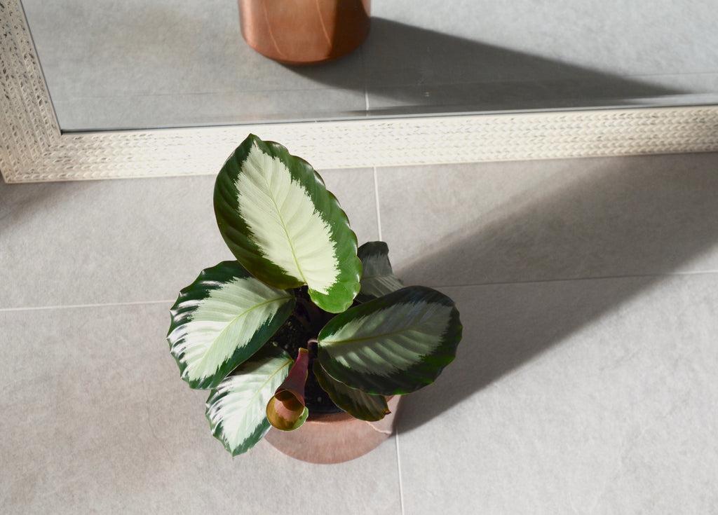 Calathea 'royal Standard' - View 5 from www redcrocus com