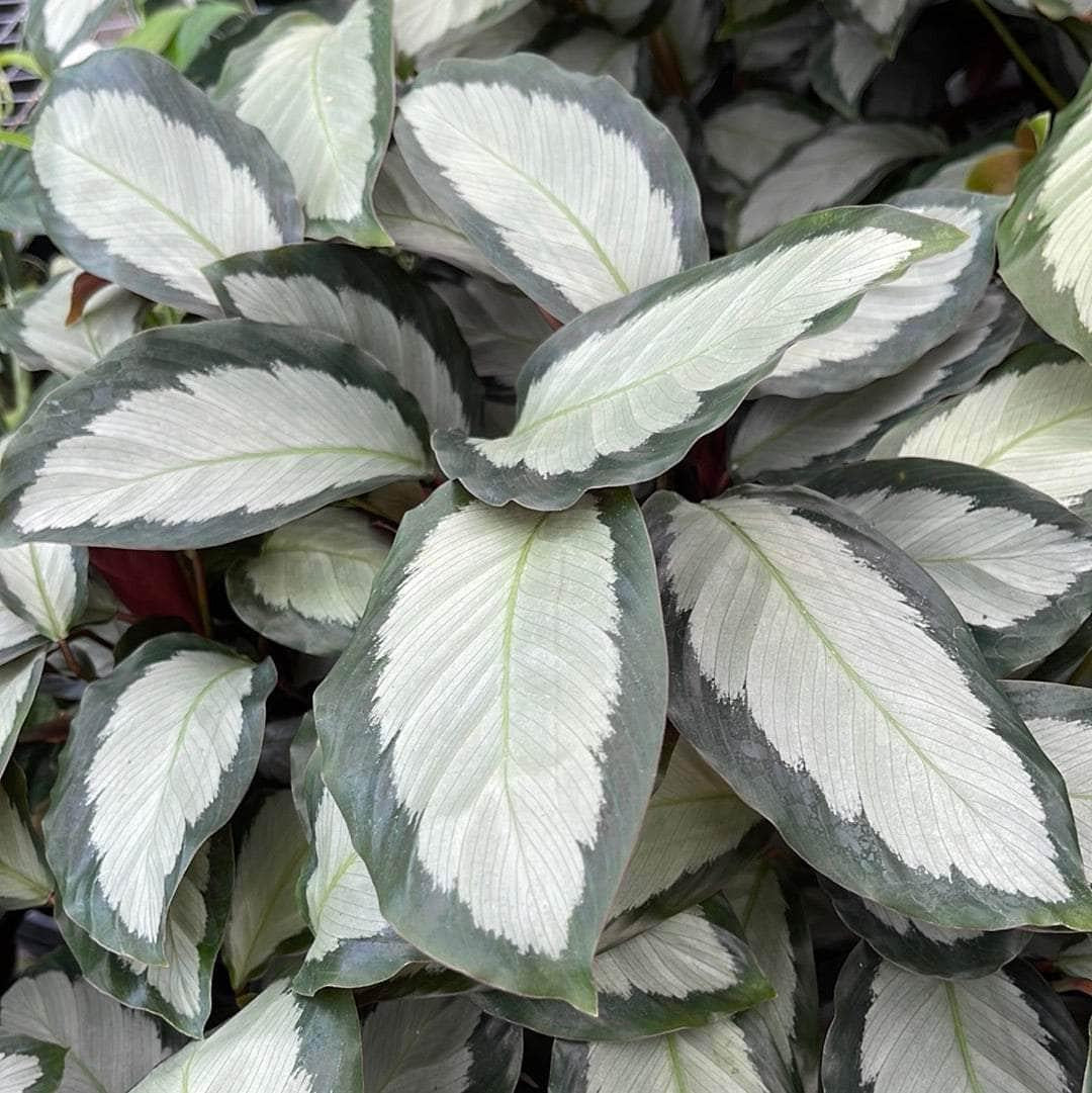 Calathea 'royal Standard' - View 7 from www redcrocus com