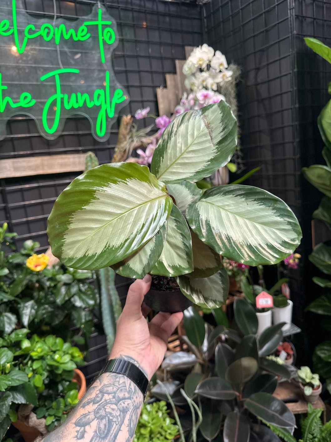 Calathea 'royal Standard' - View 8 from www redcrocus com