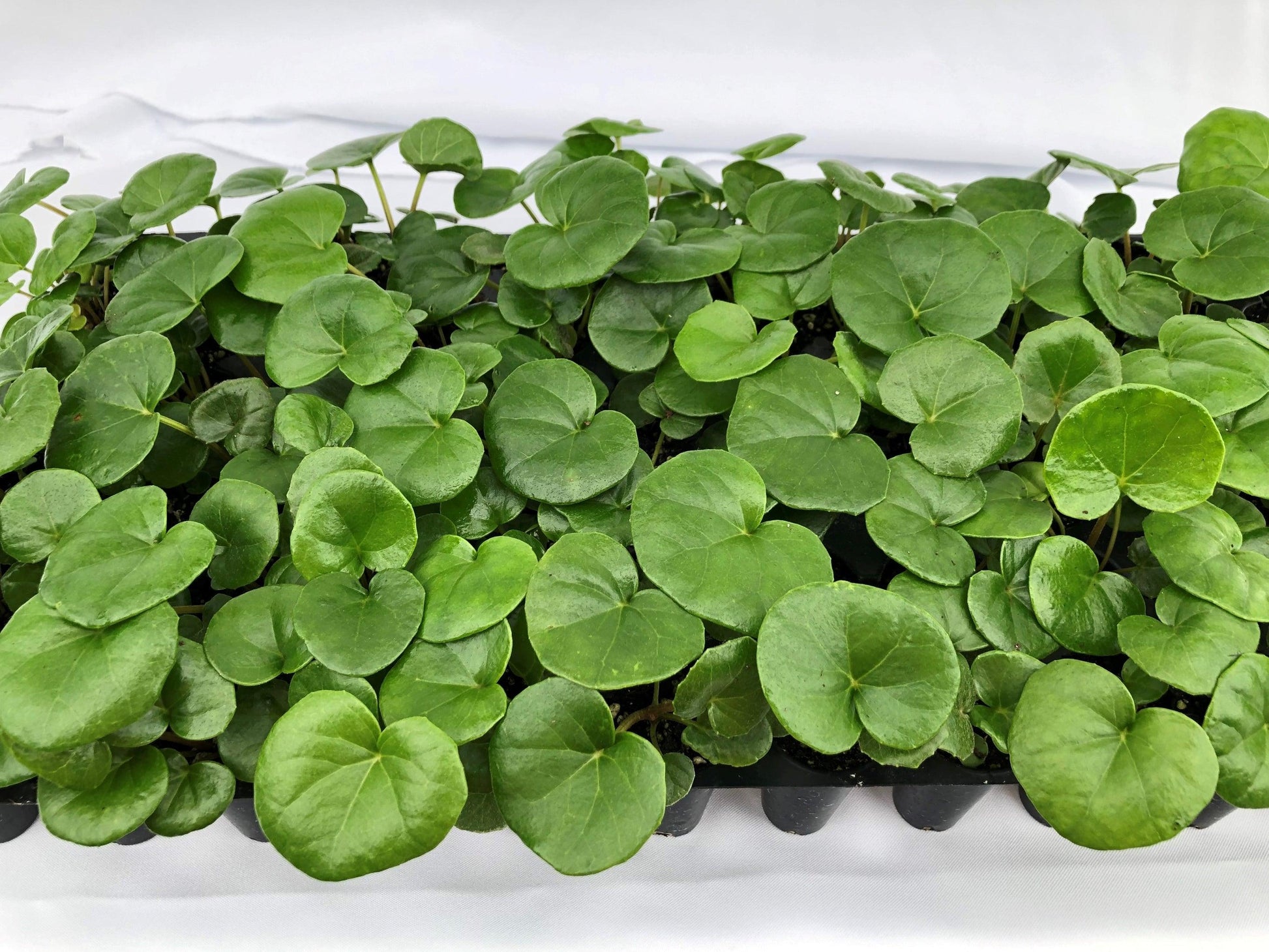 Farfugium, Assorted - View 17 from www redcrocus com