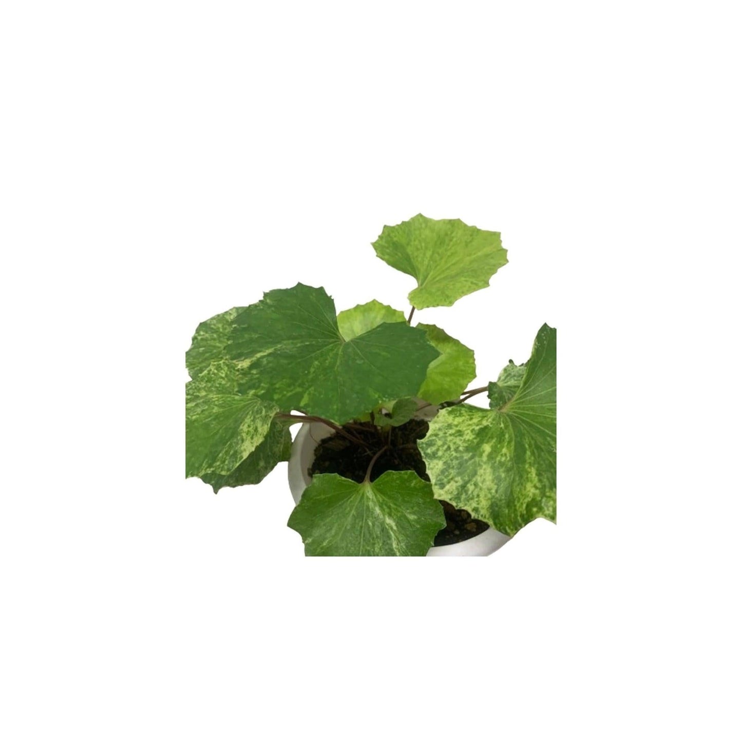 Farfugium, Assorted - View 8 from www redcrocus com
