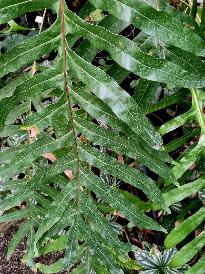 Fern, Phymatosorus, Assorted - View 14 from www redcrocus com