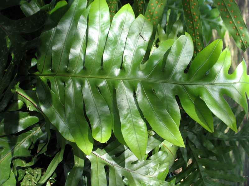 Fern, Phymatosorus, Assorted - View 17 from www redcrocus com