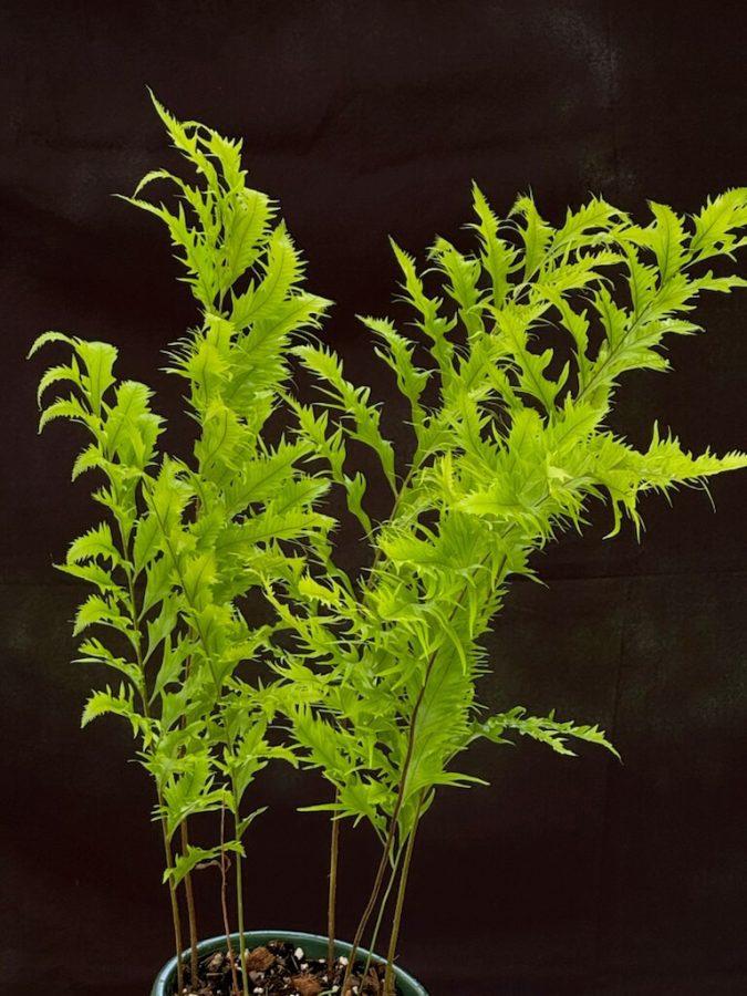 Fern, Phymatosorus, Assorted - View 1 from www redcrocus com